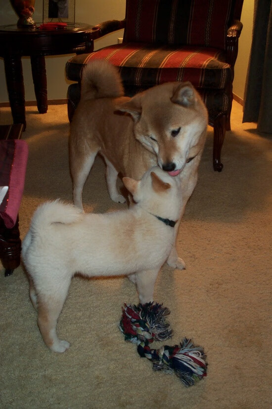 意甲联赛中多场激烈“生死战”引发热议，意甲联赛全场