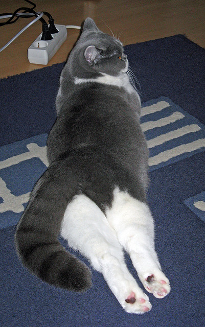 “未来之师”青少年篮球教练培训在上海全面启动,强化专业指导