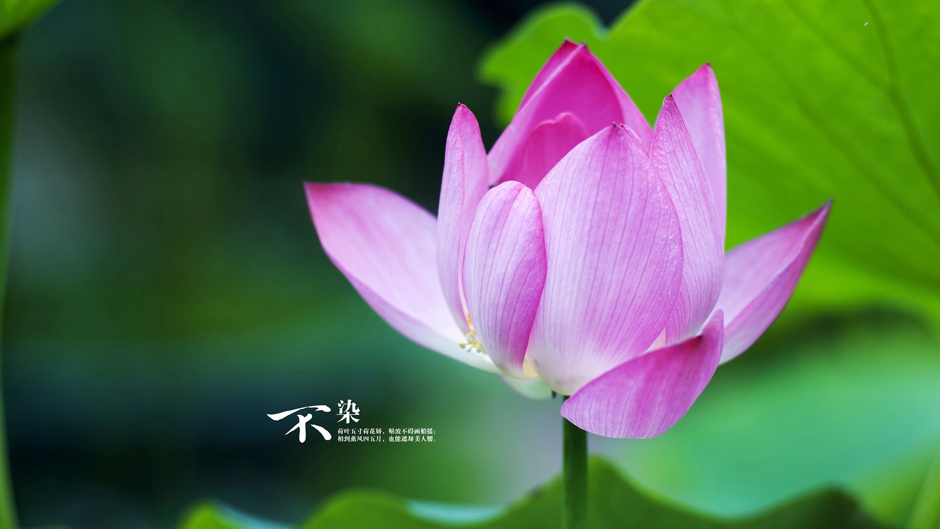 哈里·凯恩以3球成为欧洲杯并列金靴，哈里凯恩助攻